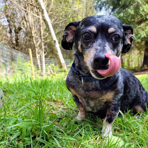 Meet your Posher, Lisa - Picture 2 of 3